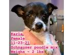 Adopt Karla a Poodle (Miniature) / Schnauzer (Miniature) dog in Santa Rosa