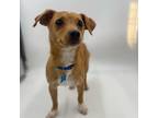 Adopt Sincere a Mixed Breed (Medium) / Mixed dog in Thousand Oaks, CA (33737493)