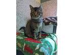 Adopt Dan a Brown Tabby Domestic Shorthair / Mixed cat in Merriam, KS (33737407)