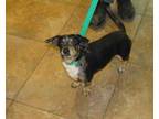 Adopt Pork Chop A Black Dachshund / Mixed Dog In Wichita Falls, TX (33737373)