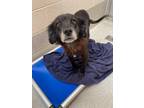 Adopt MoMo a Collie / Labrador Retriever / Mixed dog in Willingboro