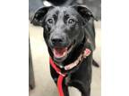 Adopt Star a Black Labrador Retriever / Mixed dog in Spartanburg, SC (33737576)