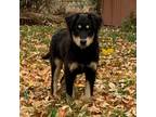 Adopt Yuri a Australian Shepherd / Mixed dog in Fort Lupton, CO (33735448)