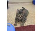 Adopt Romeo a Brown or Chocolate Domestic Shorthair / Domestic Shorthair / Mixed