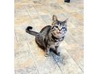 Adopt Kitten 22163 (Helenita) a Brown or Chocolate Domestic Shorthair (short
