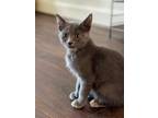 Adopt Mochi (KAR) a Gray or Blue Domestic Shorthair / Mixed cat in Provo