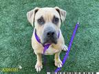 Adopt VELVET a Tan/Yellow/Fawn - with Black American Pit Bull Terrier / Mixed
