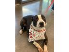 Adopt a Black - with White Border Collie / American Pit Bull Terrier / Mixed dog