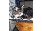 Adopt Mo a Gray, Blue or Silver Tabby Domestic Shorthair (short coat) cat in