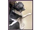 Adopt Mya a White Great Dane / American Pit Bull Terrier / Mixed dog in