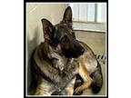 Adopt Gerald a Black German Shepherd Dog / Mixed dog in Sullivan, IN (33736830)