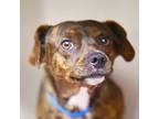 Adopt *MASON a Brindle Basset Hound / Dachshund / Mixed dog in Las Vegas
