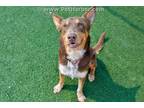 Adopt 1139001 a Brown/Chocolate - with White German Shepherd Dog / Mixed dog in