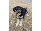 Adopt Pippa a German Shepherd Dog dog in Oklahoma City, OK (33735751)