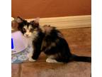 Adopt Mercedes a Calico or Dilute Calico Domestic Longhair (long coat) cat in
