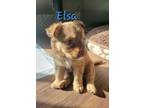 Adopt Elsa a Brown/Chocolate Australian Shepherd / Pit Bull Terrier dog in
