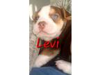 Adopt Levi a Brown/Chocolate - with White Pit Bull Terrier / Australian Shepherd