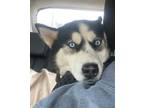 Adopt Kali a Black Husky / Mixed dog in Greenwood, SC (33737202)