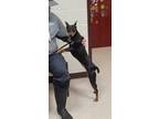 Adopt Lizzie a Black - with Tan, Yellow or Fawn Miniature Pinscher / Mixed dog