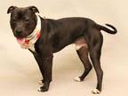Adopt WISHBONE a Black - with White American Pit Bull Terrier / Mixed dog in