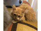Adopt Milo a Orange or Red (Mostly) Domestic Longhair / Mixed (long coat) cat in