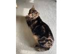Adopt Little Boy a Calico or Dilute Calico Bengal / Mixed (medium coat) cat in