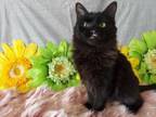 Adopt Pixie a All Black Domestic Shorthair (short coat) cat in Salt Lake City