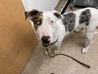 Adopt KING a White Great Dane / Mixed dog in Albuquerque, NM (33737122)