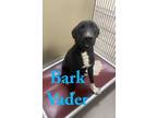 Adopt Bark Vader 120744 a Black Labrador Retriever dog in Joplin, MO (33737104)
