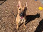 Adopt LUNA a Brown/Chocolate German Shepherd Dog / Bull Terrier / Mixed dog in