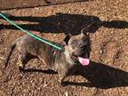 Adopt BETTY WHITE a Brindle American Pit Bull Terrier / Mixed dog in Charlotte