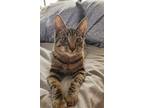 Adopt Mo AC a Domestic Mediumhair / Mixed cat in Lyman, SC (33735536)