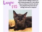 Adopt Wayne a All Black Domestic Shorthair (short coat) cat in Decatur