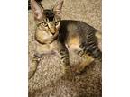 Adopt Wyatt a Tiger Striped Abyssinian / Mixed (short coat) cat in Fort Myers