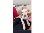 Adopt Dancy a White - with Tan, Yellow or Fawn Mixed Breed (Medium) / Mixed dog