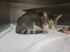 Adopt a Brown Tabby Domestic Shorthair / Mixed (short coat) cat in Conroe