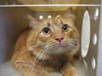 Adopt *GARFIELD a Orange or Red Tabby Domestic Longhair / Mixed (long coat) cat