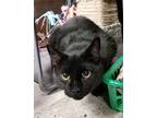 Adopt Kiki a Black (Mostly) Domestic Shorthair (short coat) cat in Kensington