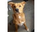 Adopt Howie a Tan/Yellow/Fawn - with White Golden Retriever / Boxer / Mixed dog