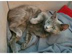 Adopt AVEN a Gray or Blue Domestic Shorthair / Mixed (short coat) cat in Tucson
