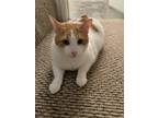 Adopt Kirby A White (Mostly) American Shorthair / Mixed (short Coat) Cat In