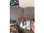 Adopt Pendy a Brindle - with White Boxer / Boston Terrier / Mixed dog in