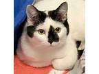 Adopt Rocky a White Domestic Shorthair / Domestic Shorthair / Mixed cat in