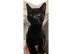 Adopt Paul a All Black Domestic Shorthair / Domestic Shorthair / Mixed cat in