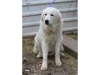 Adopt Athena a White Great Pyrenees / Mixed dog in Rocky Hill, CT (33736805)