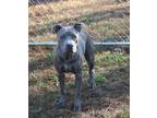 Adopt Bobbie Brown a Gray/Blue/Silver/Salt & Pepper American Pit Bull Terrier /