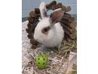 Adopt Dumpling - Kitchener a White Dwarf / Mixed rabbit in Kitchener