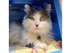 Adopt Cisco a Gray or Blue Domestic Longhair / Domestic Shorthair / Mixed cat in