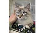 Adopt Wilson a Cream or Ivory Siamese / Domestic Shorthair / Mixed cat in Morton