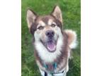 Adopt Diego a Siberian Husky / Mixed dog in Matawan, NJ (33736702)